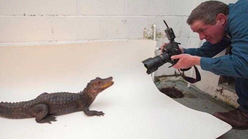 17,000 Species And Counting: One Photographer's Epic Journey