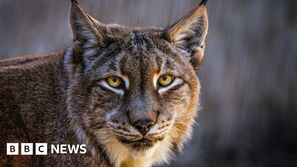 Aalborg Zoo Seeks Unwanted Pets To Feed Predators Aalborg Zoo Seeks Unwanted Pets To Feed Predators