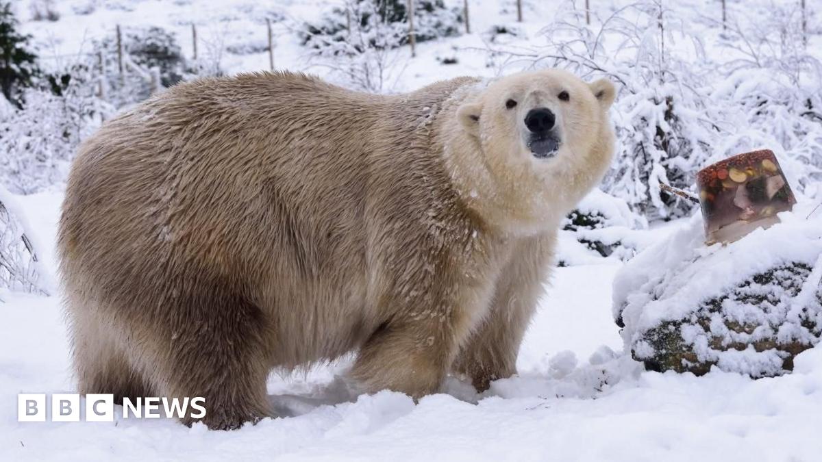 Aged Polar Bear, UK's Oldest, Humanely Euthanized Aged Polar Bear, UK's Oldest, Humanely Euthanized