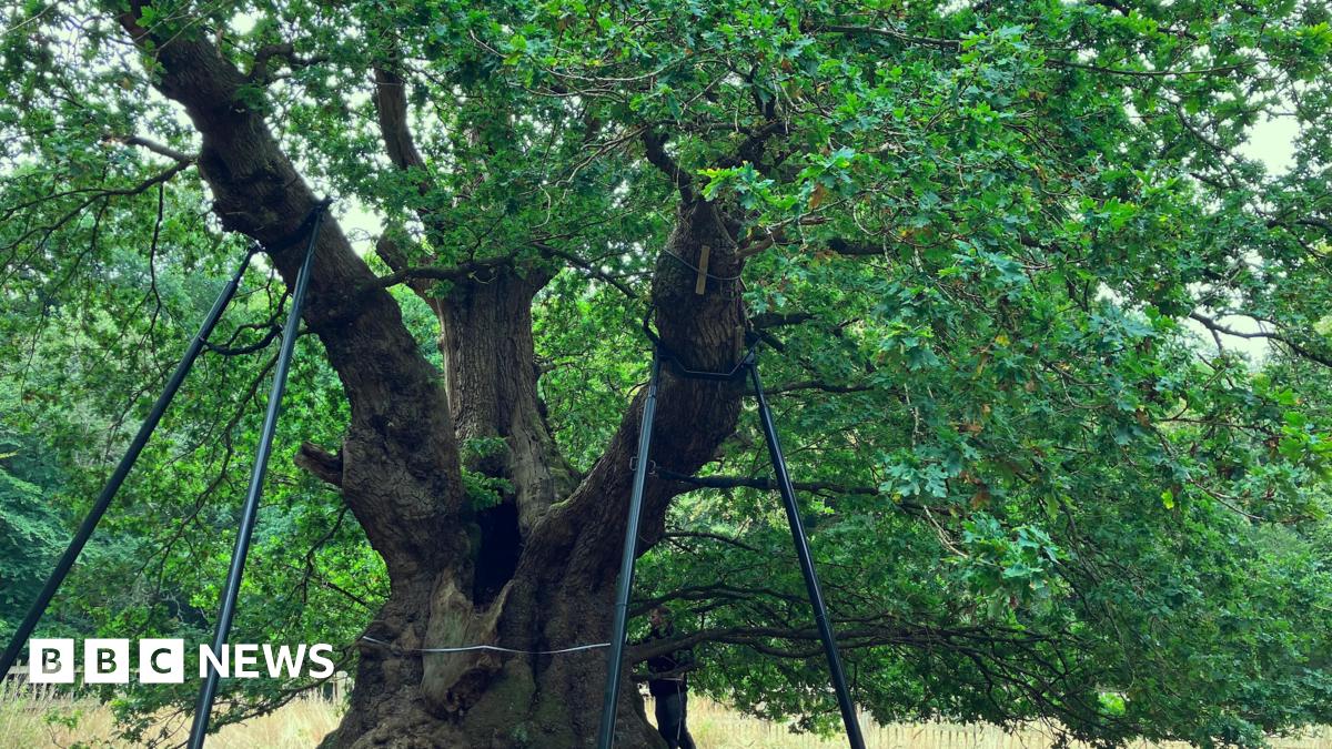 Ancient Druids Oak: A Symbol Of Hope For Forest Preservation? Ancient Druids Oak: A Symbol Of Hope For Forest Preservation?