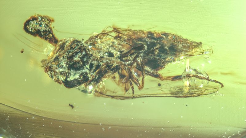 Ancient Zombie Fungus Found On Fly Preserved In Amber Ancient Zombie Fungus Found On Fly Preserved In Amber