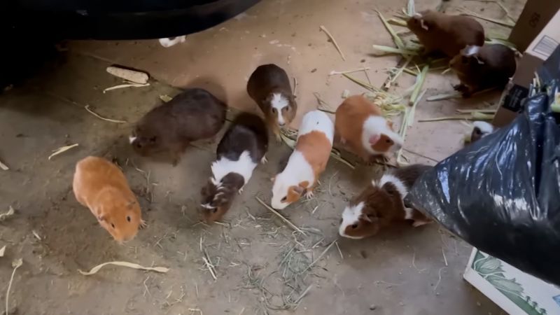 Animal Cruelty Case: 400+ Guinea Pigs Found In Horrible Conditions In LA Animal Cruelty Case: 400+ Guinea Pigs Found In Horrible Conditions In LA