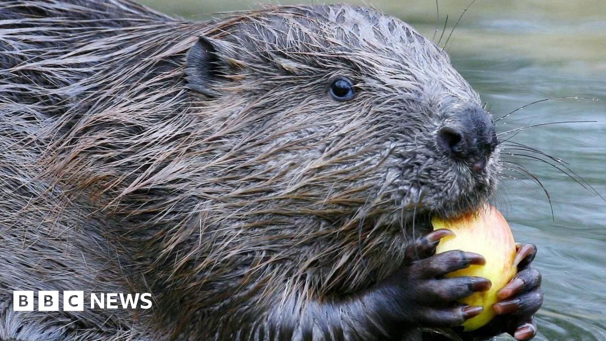 Beaver Conservation: Driven By Faith And Action Beaver Conservation: Driven By Faith And Action