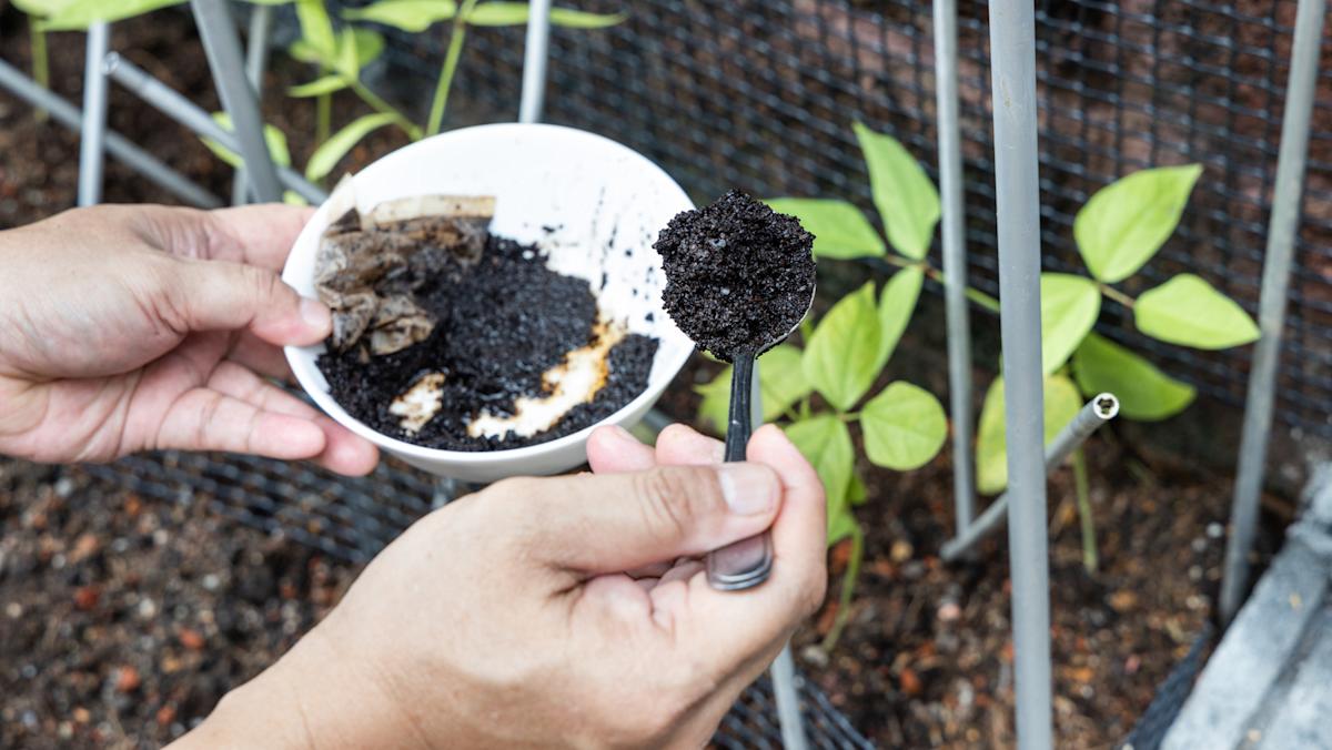 Boost Your Plants: 3 Practical Applications Of Used Coffee Grounds Boost Your Plants: 3 Practical Applications Of Used Coffee Grounds