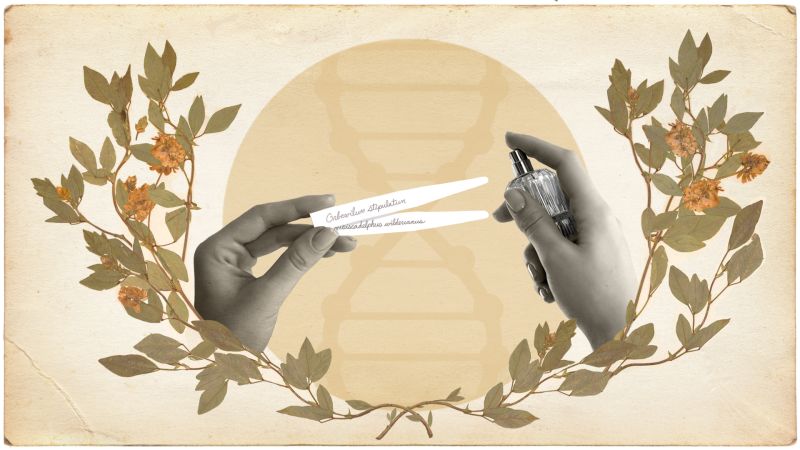 Bringing Back Lost Fragrances: A Company's Attempt To Recreate The Scents Of Extinct Flowers Bringing Back Lost Fragrances: A Company's Attempt To Recreate The Scents Of Extinct Flowers