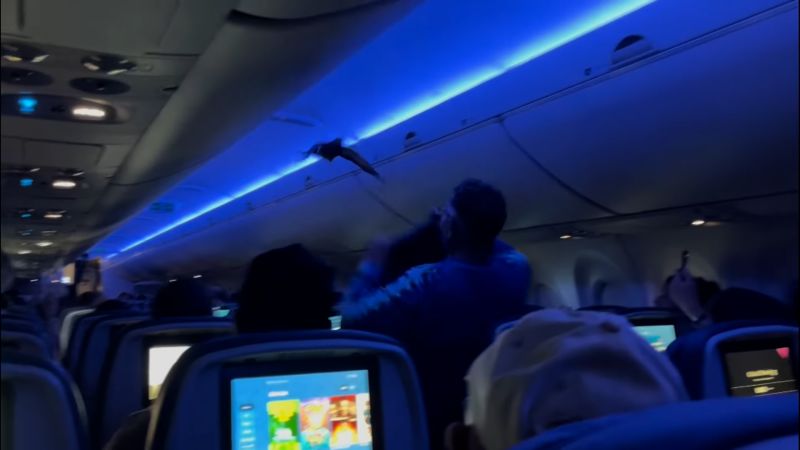 Chaos In The Sky: Passengers Try To Catch Birds On A Delta Flight Chaos In The Sky: Passengers Try To Catch Birds On A Delta Flight