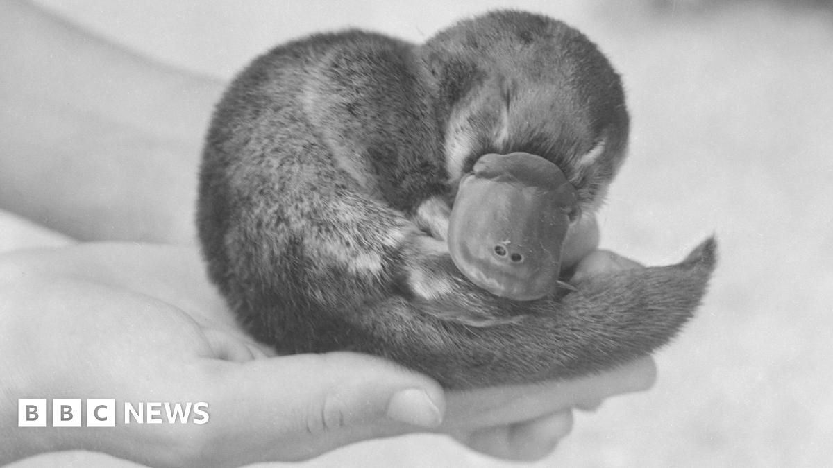 Churchill's Platypus: Solving A Zoological Enigma Churchill's Platypus: Solving A Zoological Enigma