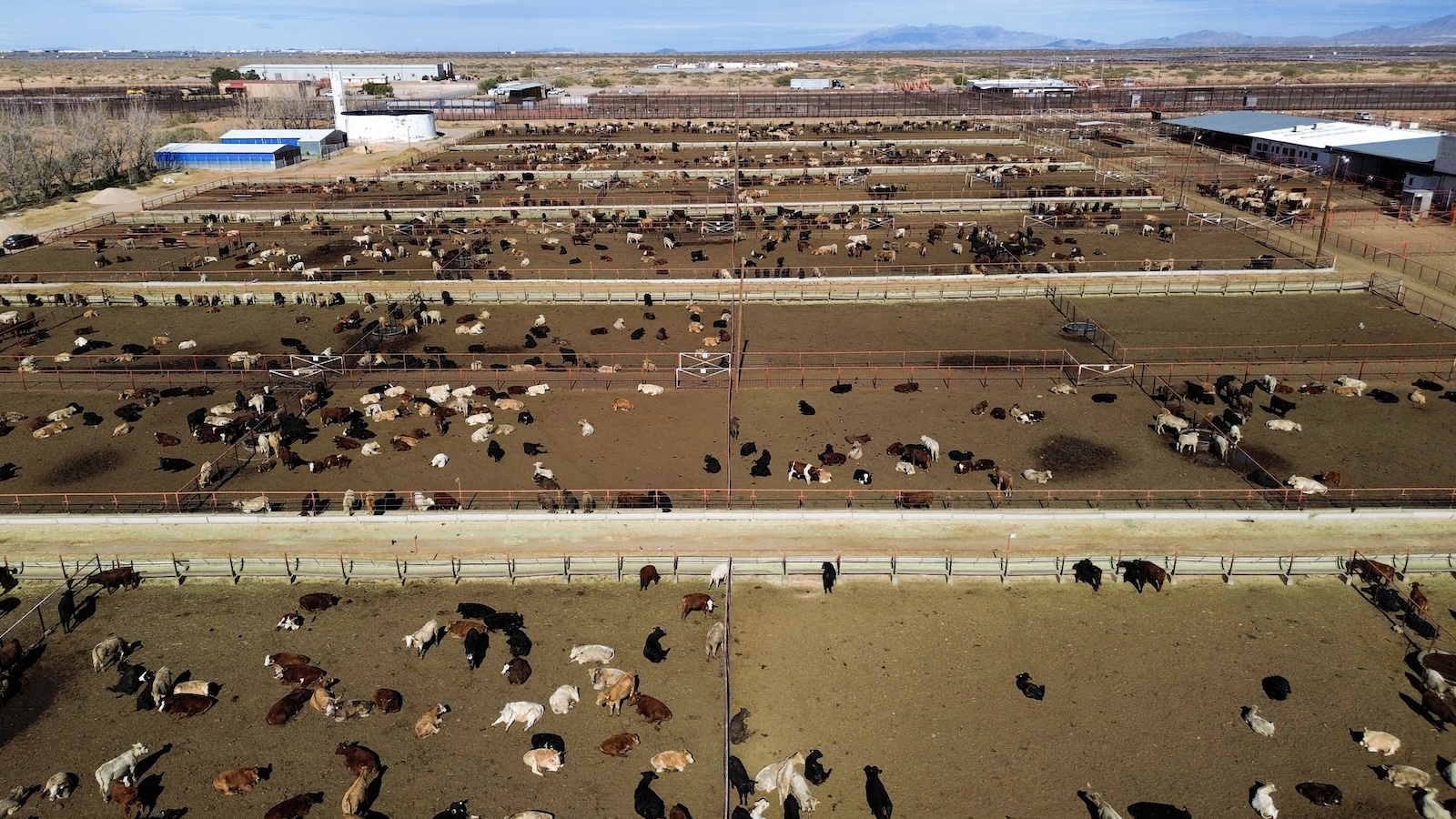 Climate Change And Livestock: How Trump's Policies Could Exacerbate Pest Problems Climate Change And Livestock: How Trump's Policies Could Exacerbate Pest Problems