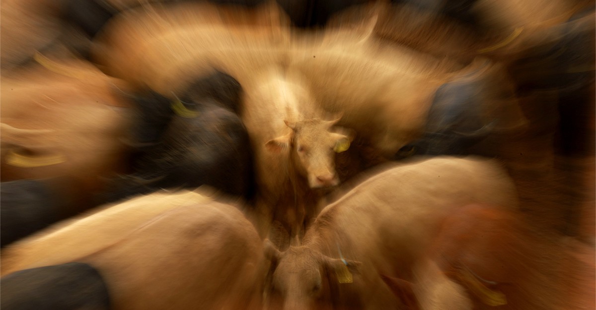 Combating The Screwworm Fly Infestation: A Call To Action For Animal Health Combating The Screwworm Fly Infestation: A Call To Action For Animal Health