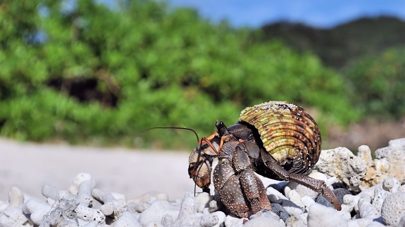 Crackdown On Wildlife Smuggling: Japanese Authorities Arrest Three For Hermit Crab Trafficking Crackdown On Wildlife Smuggling: Japanese Authorities Arrest Three For Hermit Crab Trafficking