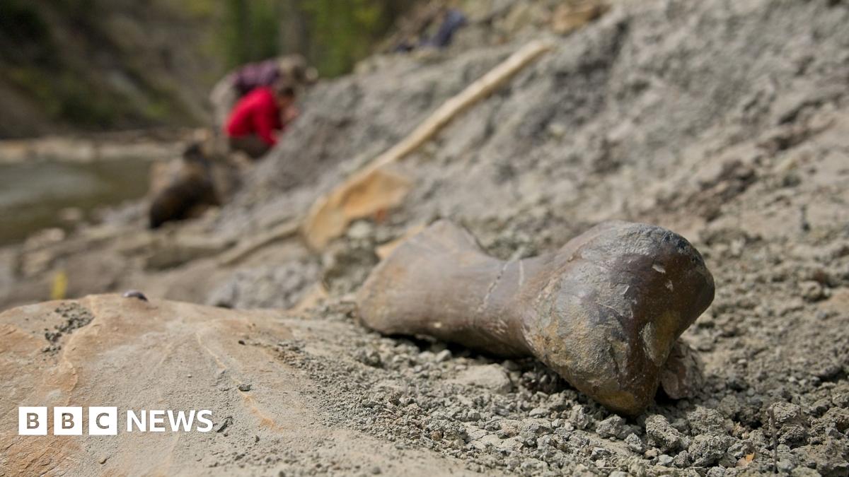 Dinosaur Deathbed: Investigating A Massive Pachyrhinosaurus Fossil Site In Canada Dinosaur Deathbed: Investigating A Massive Pachyrhinosaurus Fossil Site In Canada
