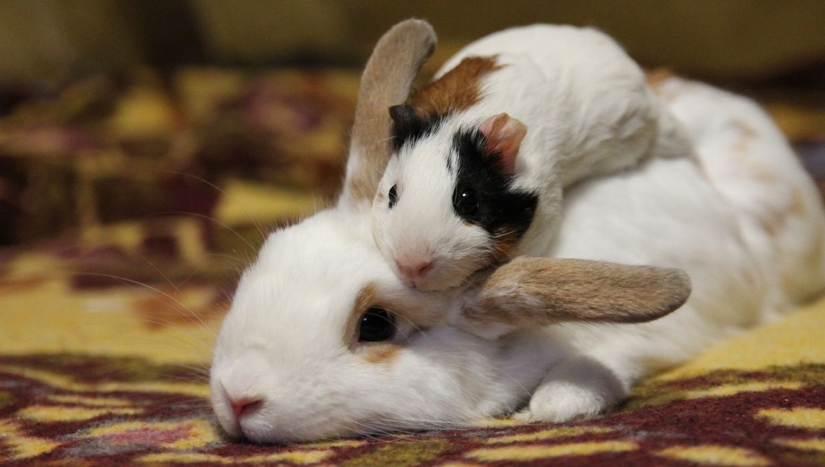 Donate Your Pet? Danish Zoo's Unusual Request Sparks Debate Donate Your Pet? Danish Zoo's Unusual Request Sparks Debate