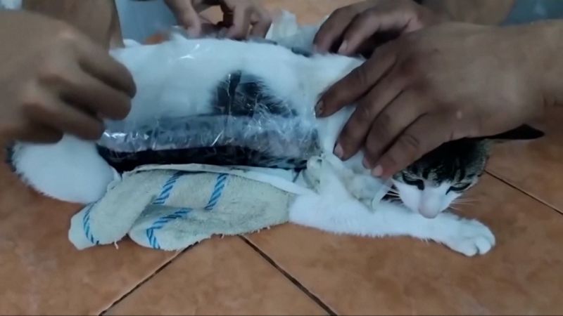 Drug Smuggling Attempt Foiled: Cat Seized At Costa Rican Prison Drug Smuggling Attempt Foiled: Cat Seized At Costa Rican Prison