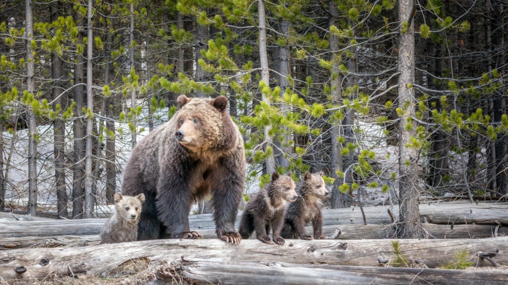 False Alarm: Debunking The Yellowstone Supervolcano Animal Migration Hoax False Alarm: Debunking The Yellowstone Supervolcano Animal Migration Hoax