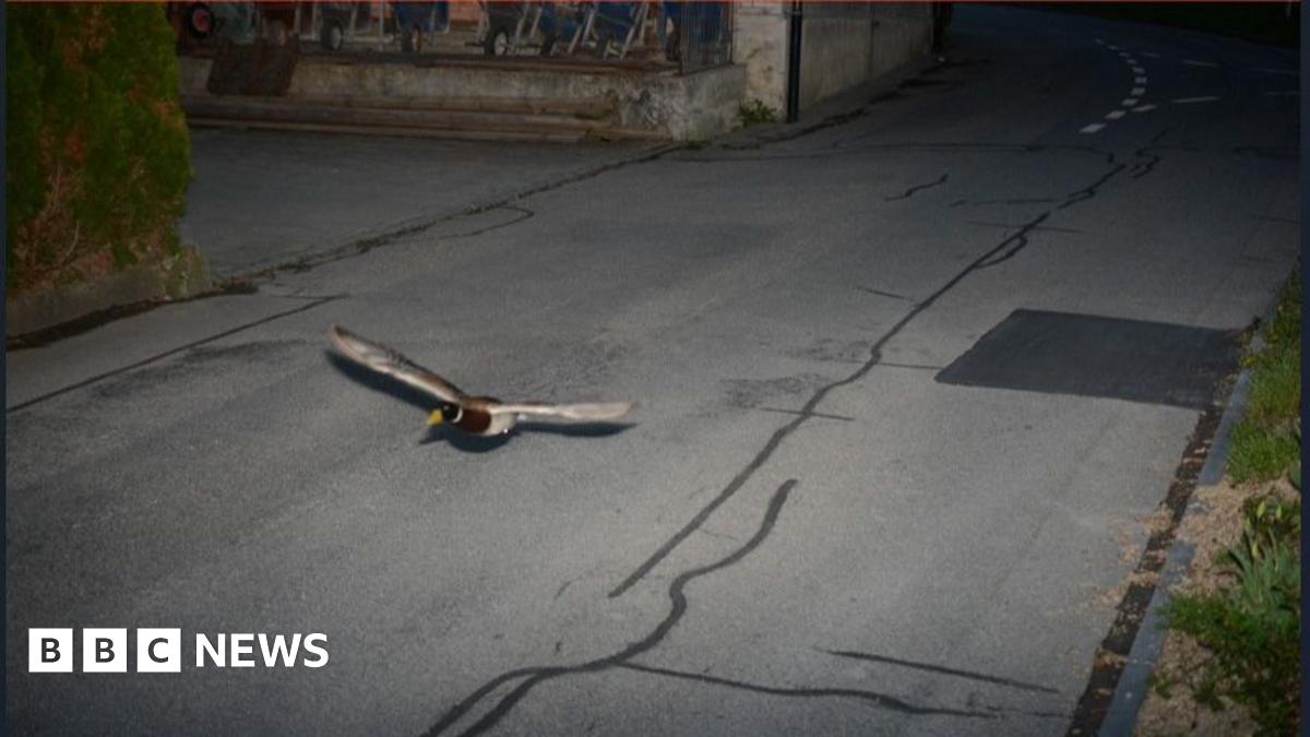 Flying Mallard Causes Stir: Swiss Speed Camera Footage Flying Mallard Causes Stir: Swiss Speed Camera Footage