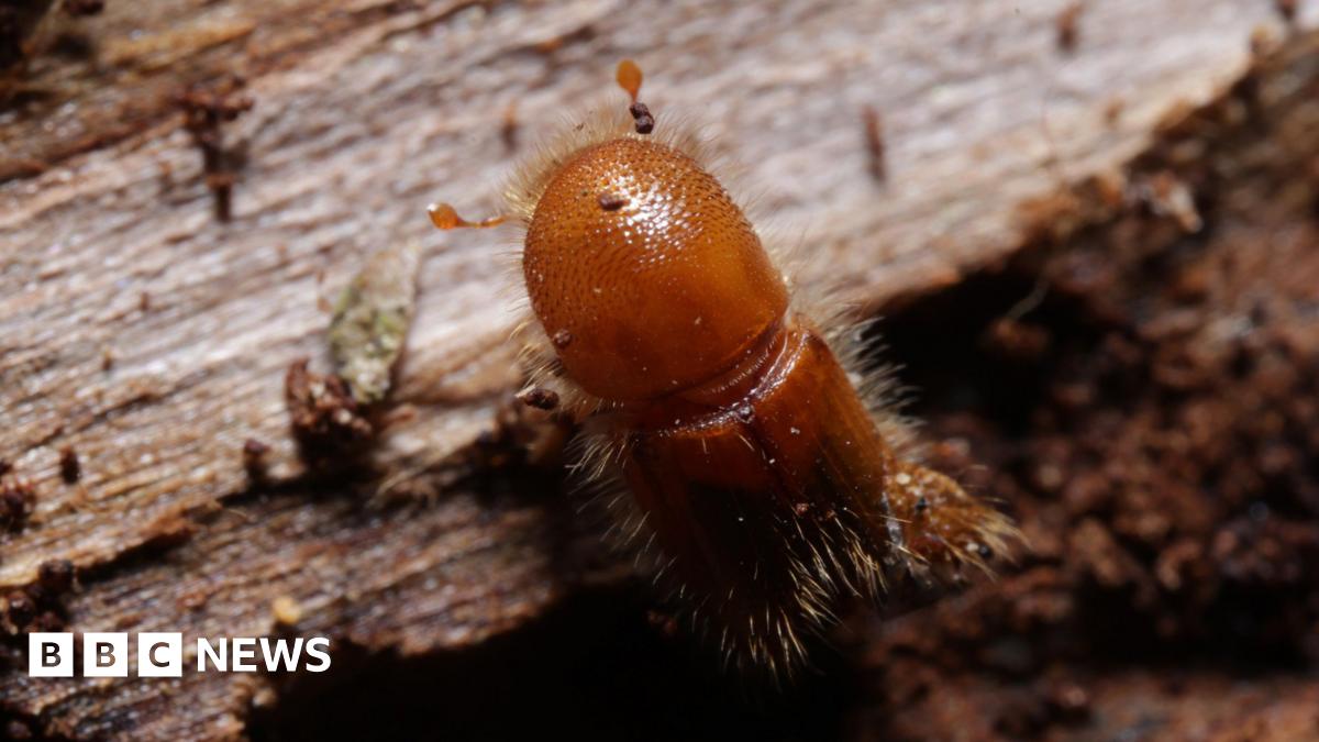 Forest Conservation: How Dogs And Drones Are Combating The Eight-Toothed Beetle Forest Conservation: How Dogs And Drones Are Combating The Eight-Toothed Beetle