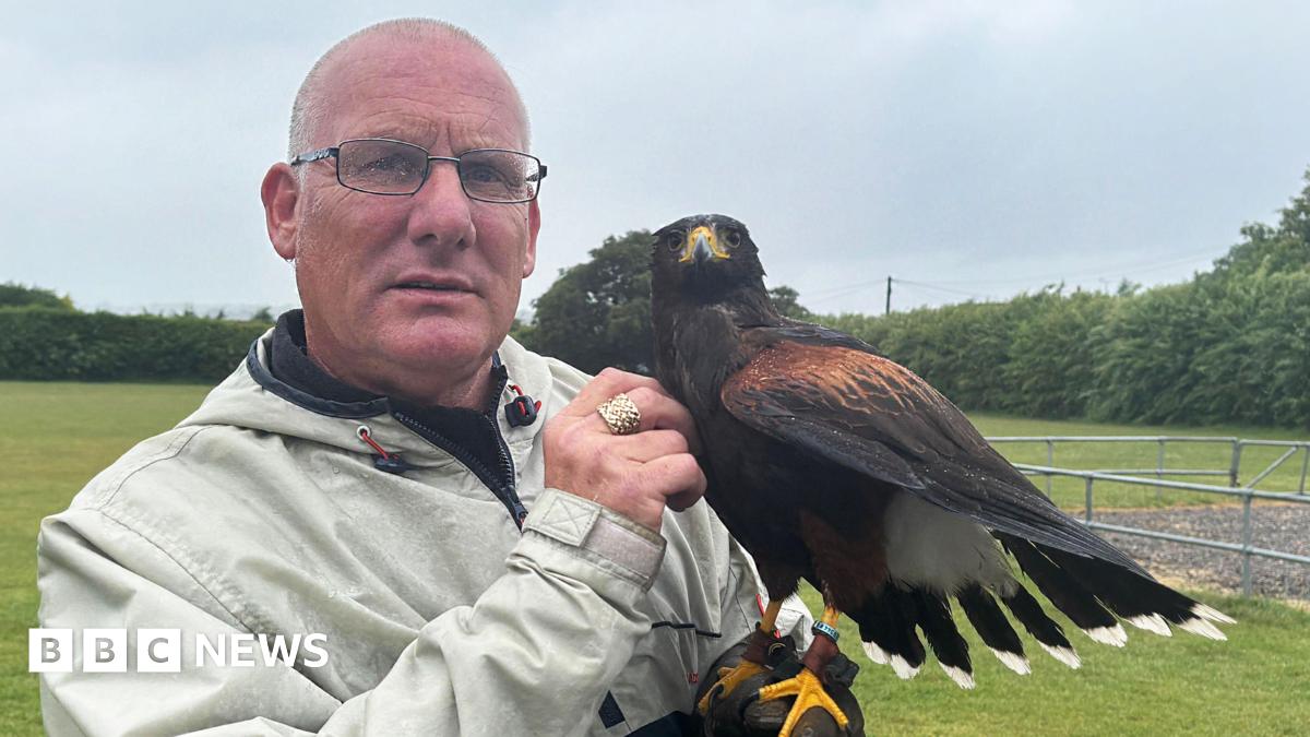From Rescue To Recovery: A Flamstead Hawk's Forever Home From Rescue To Recovery: A Flamstead Hawk's Forever Home