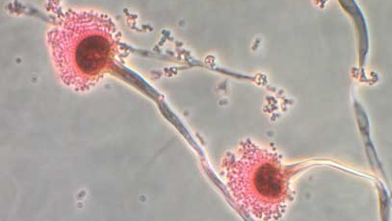 Global Warming's Impact: The Emergence Of A Potentially Fatal Internal Fungus Global Warming's Impact: The Emergence Of A Potentially Fatal Internal Fungus