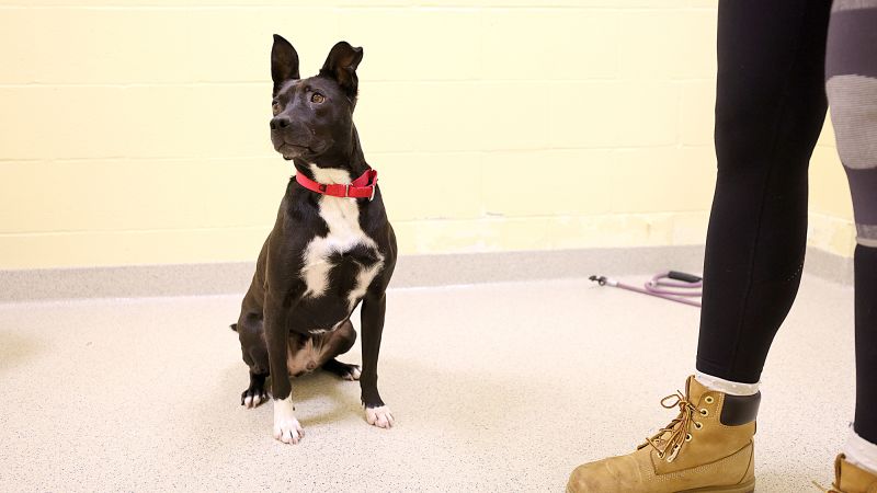 Heartbreaking Rise In Pet Abandonment Due To Economic Hardship