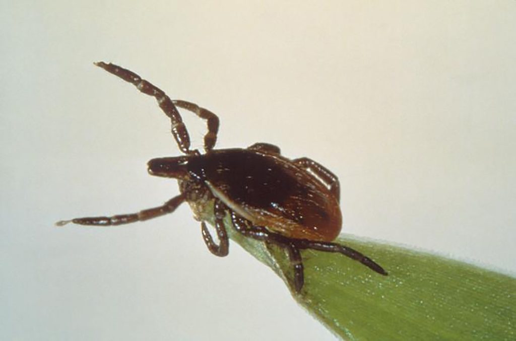 How To Stay Safe: Understanding The Severity Of This Year's Tick Season How To Stay Safe: Understanding The Severity Of This Year's Tick Season
