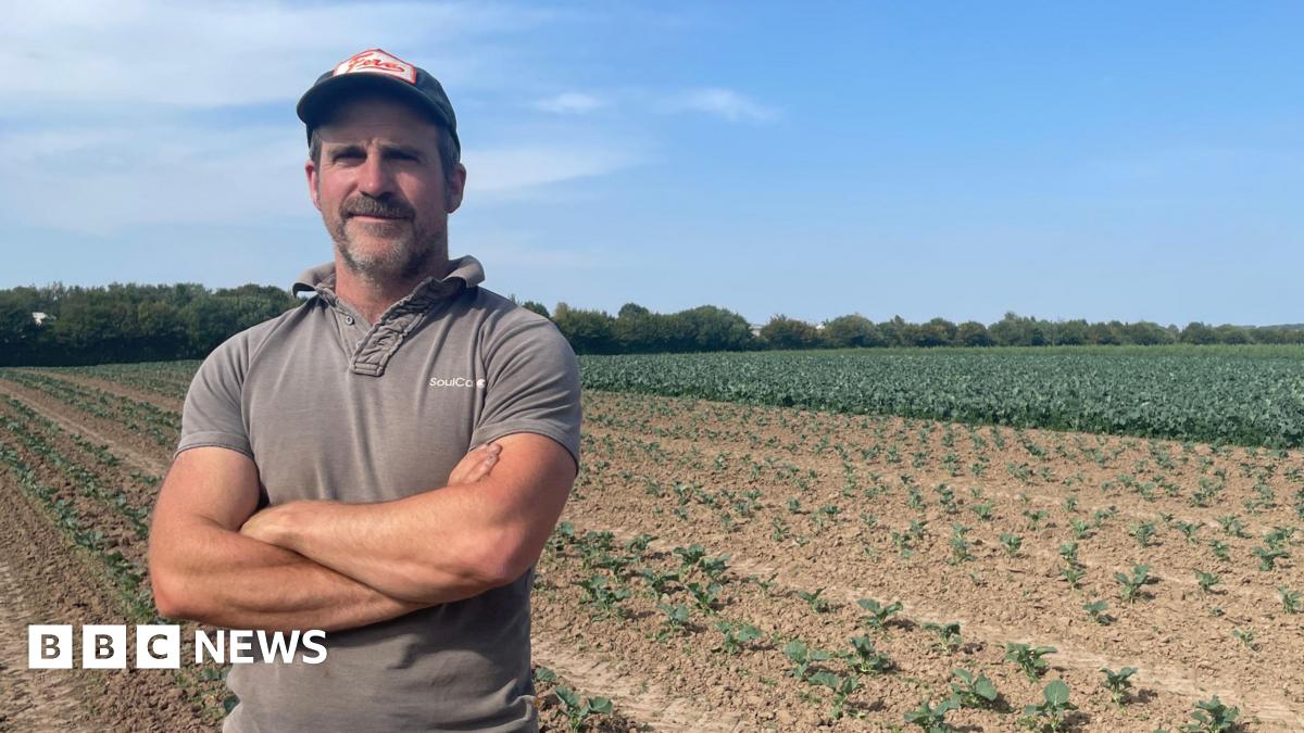 Impact Of Heatwave And Water Scarcity: Herefordshire Broccoli Harvest In Crisis