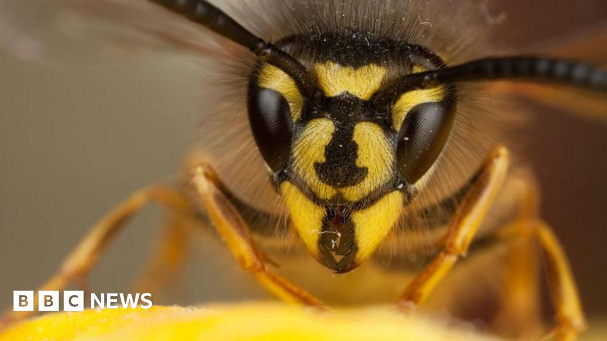 Increased Wasp Sightings Prompt Concerns Across The UK This Summer