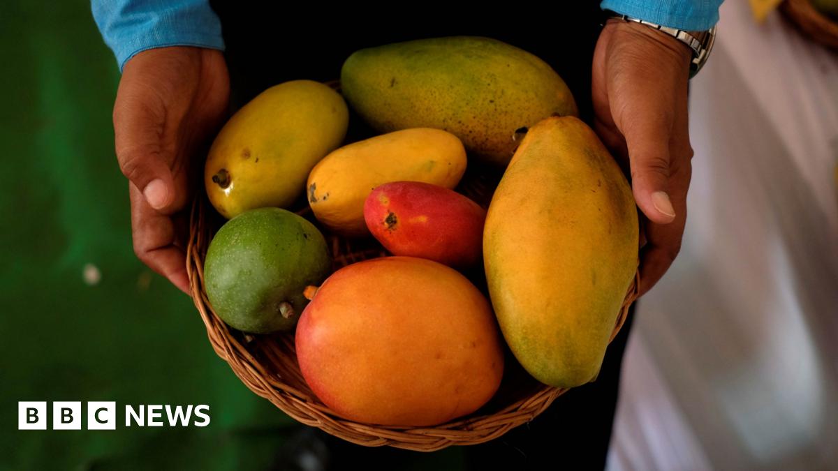 Indian Study Challenges Mango Consumption Myths For Diabetics Indian Study Challenges Mango Consumption Myths For Diabetics