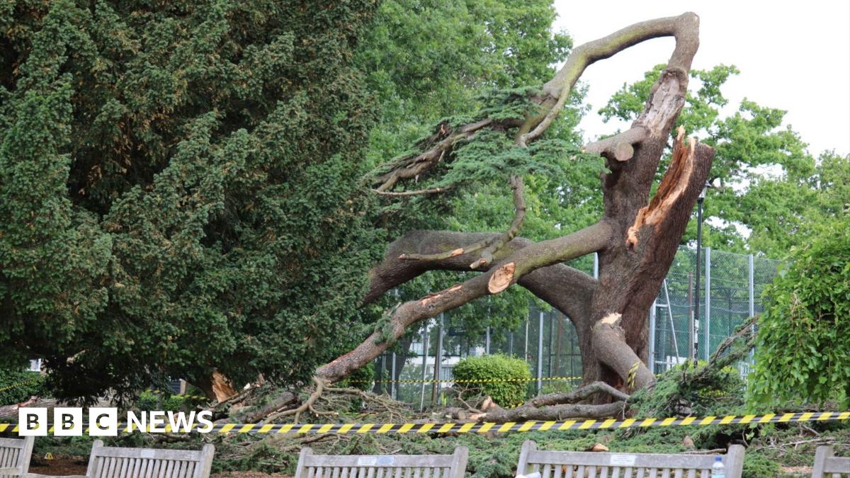 Investigation Launched After Fatal Tree Fall In Chalkwell Park, Southend Investigation Launched After Fatal Tree Fall In Chalkwell Park, Southend