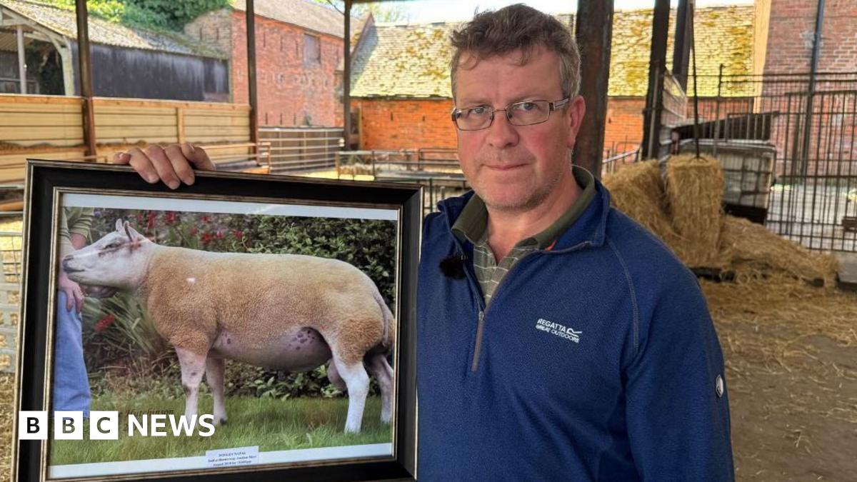 Investigation Launched Into Airport Water Pollution Causing Lamb Deaths Investigation Launched Into Airport Water Pollution Causing Lamb Deaths