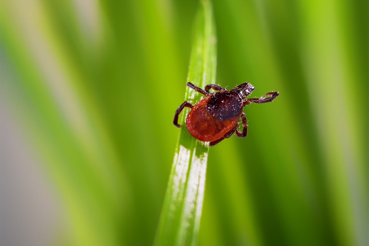 Lyme Disease Risk Increases As Tick Numbers Climb In Northeast Lyme Disease Risk Increases As Tick Numbers Climb In Northeast