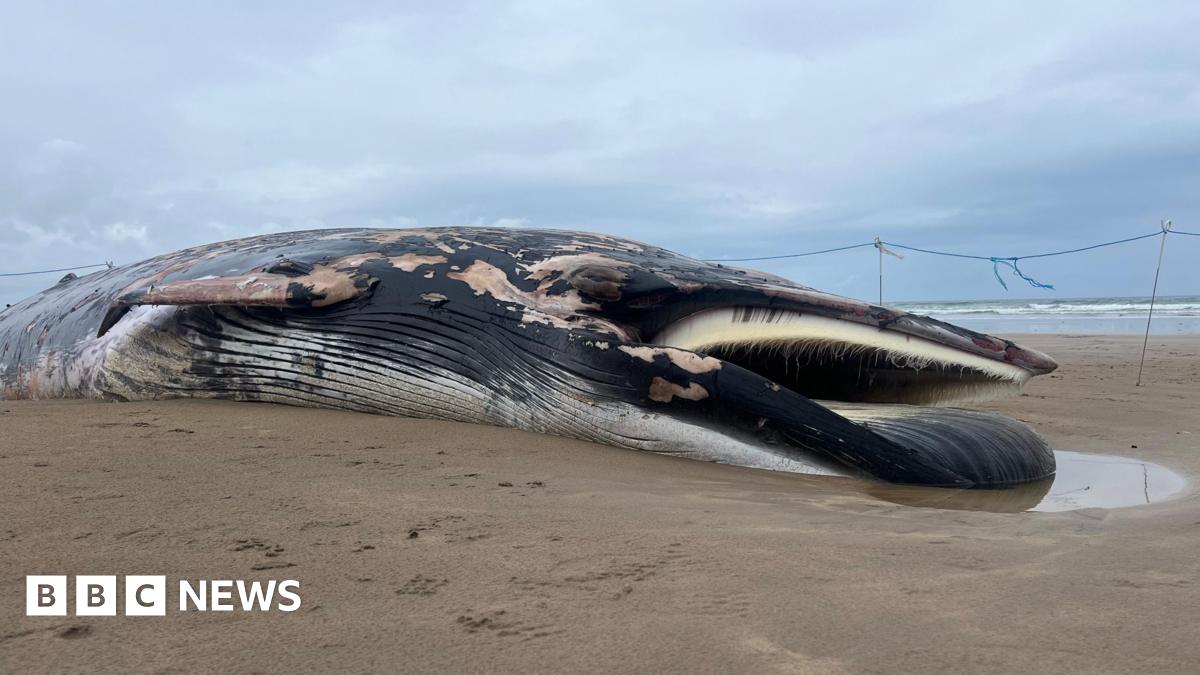 Minke Whale Carcass Washes Ashore In Portstewart Minke Whale Carcass Washes Ashore In Portstewart