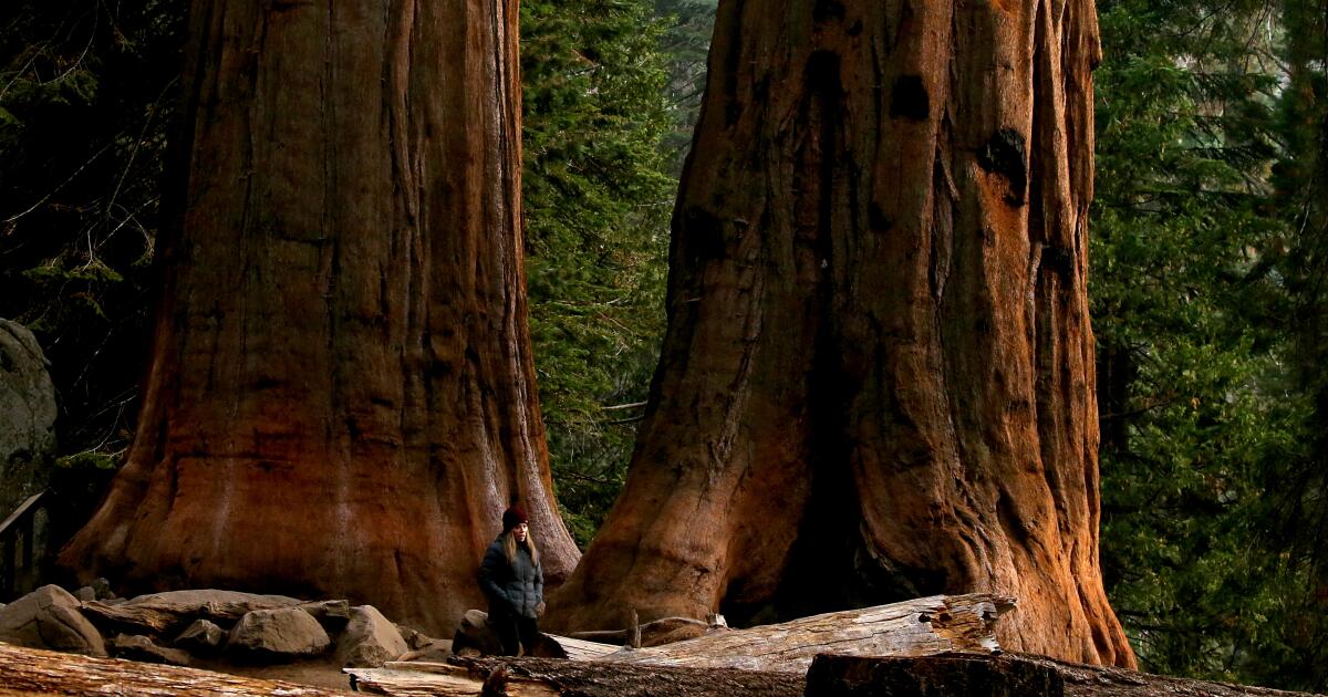 Missing California Teacher Found Dead In Sequoia National Park Missing California Teacher Found Dead In Sequoia National Park