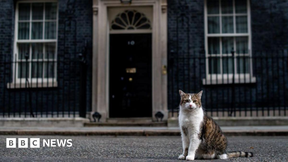 Pest Control In Parliament: The Case Against Using Cats Pest Control In Parliament: The Case Against Using Cats