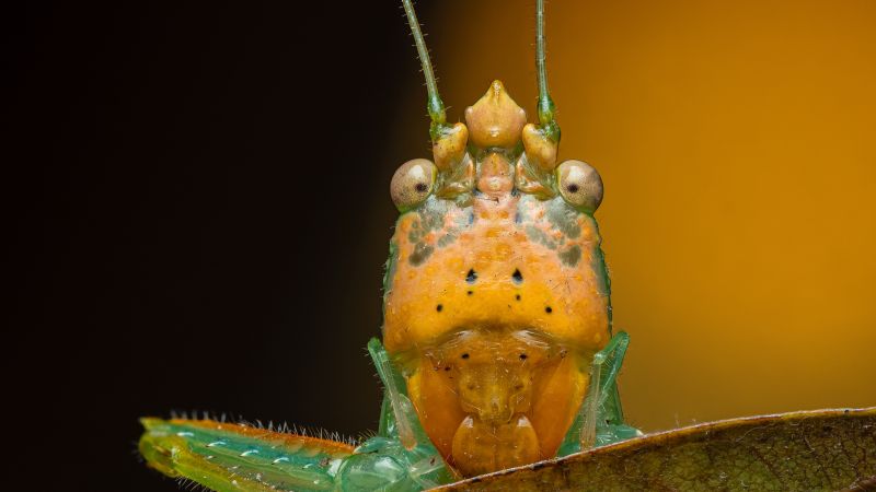 Photographer Captures Stunning Close-Up Images Of Tiny Creatures Photographer Captures Stunning Close-Up Images Of Tiny Creatures