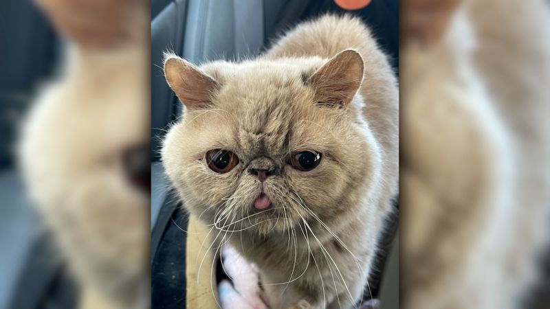 Pudge The Cat: A Purr-fectly Adorable College Football Mascot Pudge The Cat: A Purr-fectly Adorable College Football Mascot