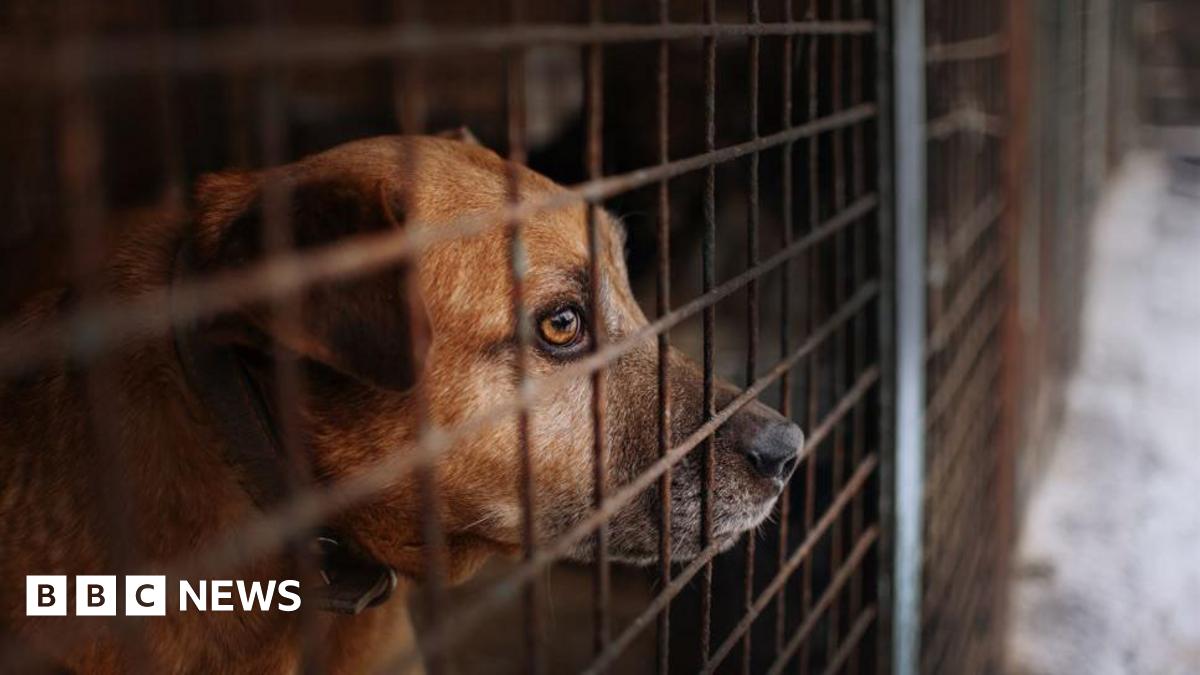 RSPCA Alert: Imported Dogs Pose Significant Risk To UK RSPCA Alert: Imported Dogs Pose Significant Risk To UK