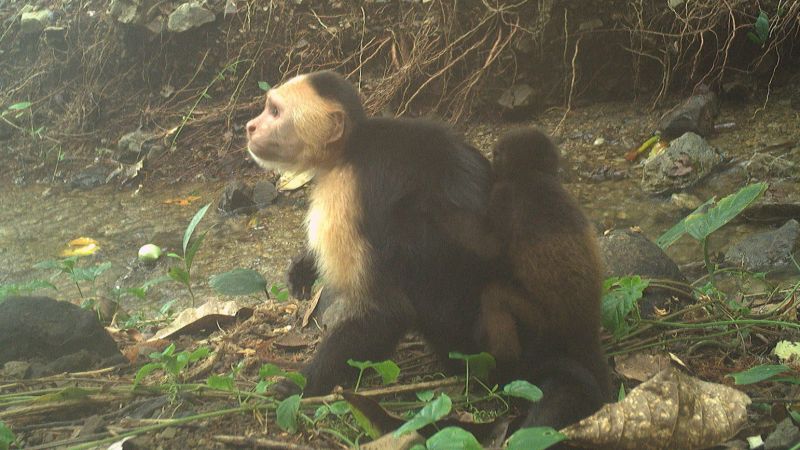 Strange Behavior: Monkeys Kidnapping Babies Of Other Species In Panama Strange Behavior: Monkeys Kidnapping Babies Of Other Species In Panama