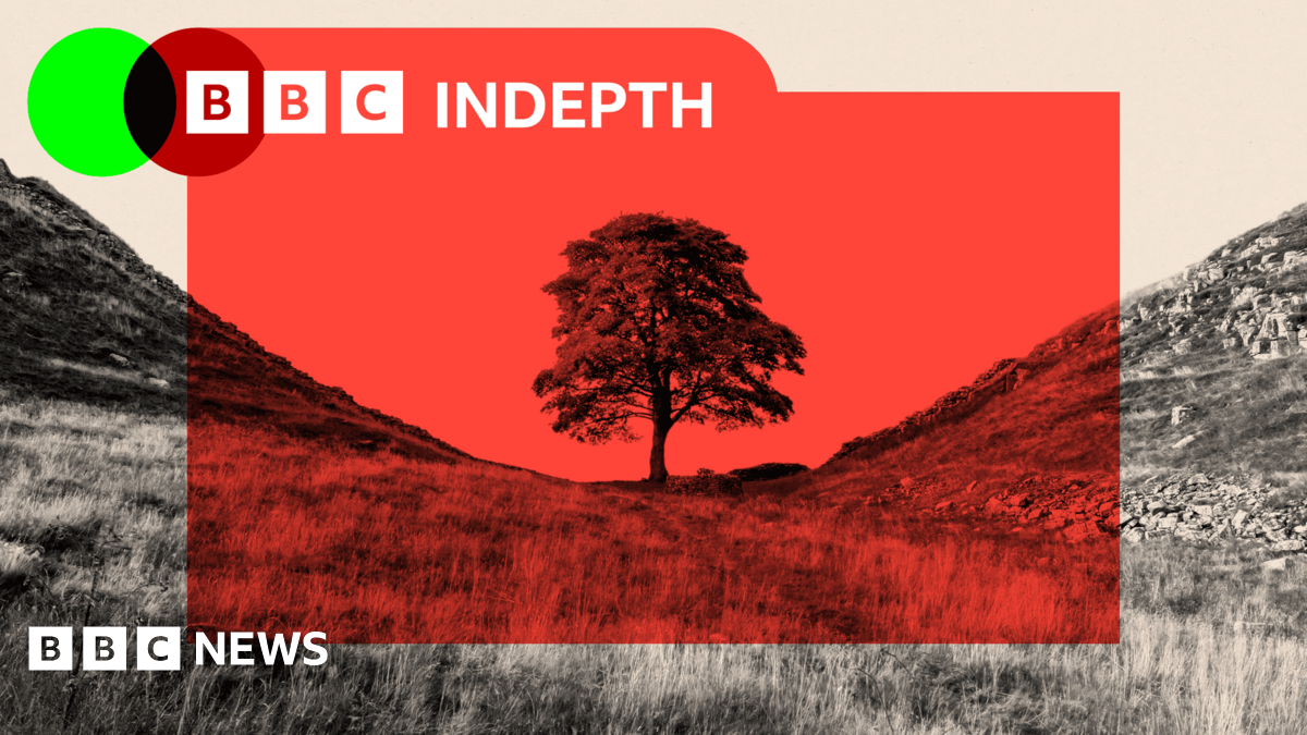 Sycamore Gap Felling: A Controversial Act With Unexpected Benefits For British Woodlands? Sycamore Gap Felling: A Controversial Act With Unexpected Benefits For British Woodlands?