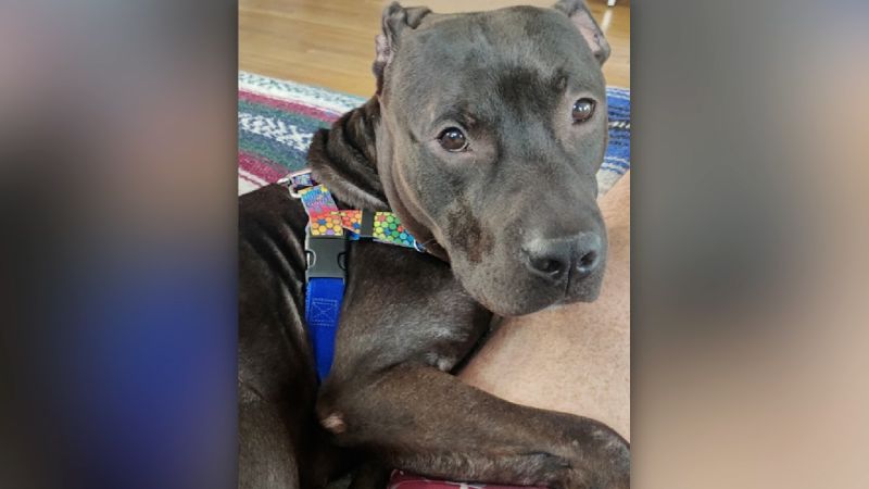 The Difficult Decision: Understanding The Increase In Pet Surrenders