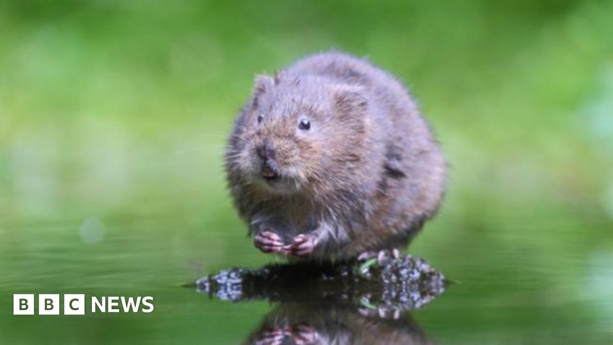 The Plight Of The Water Vole: Investigating Glitter's Unexpected Role In Conservation The Plight Of The Water Vole: Investigating Glitter's Unexpected Role In Conservation