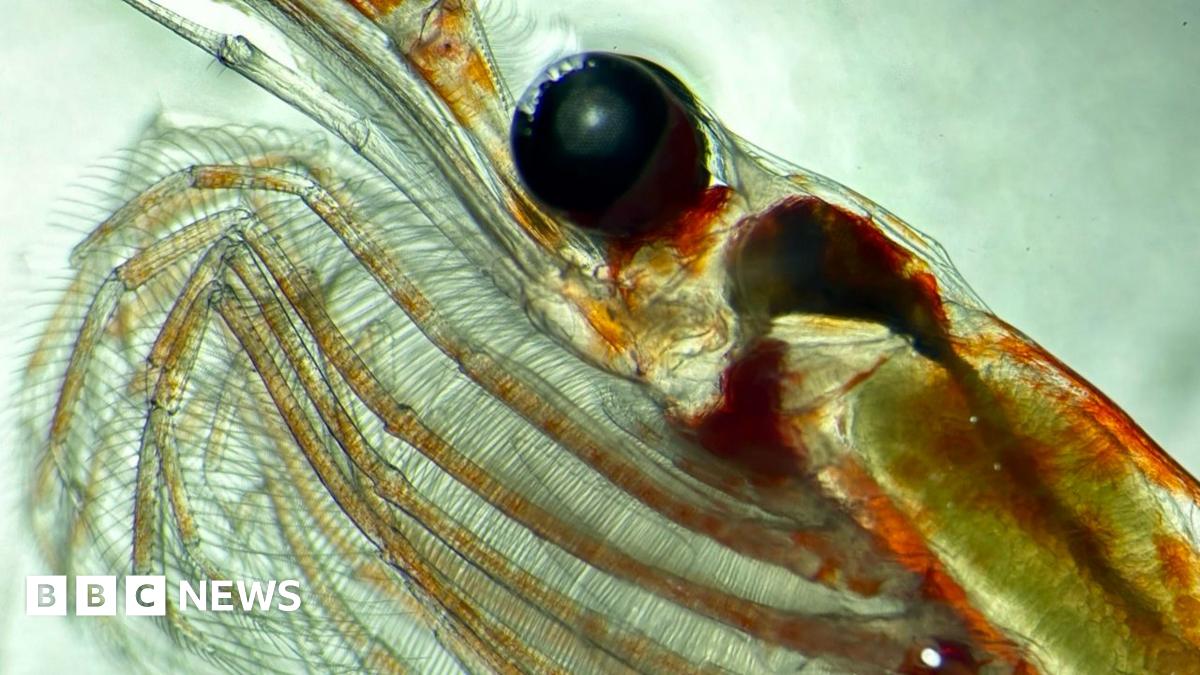 The Unexpected Carbon Sink: A Tiny Creature's Impact The Unexpected Carbon Sink: A Tiny Creature's Impact