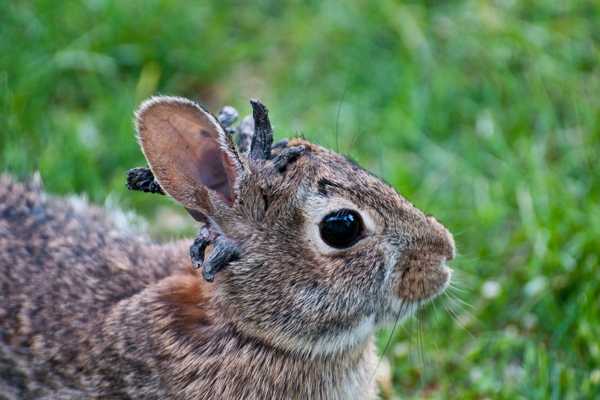 The Unexpected Growth Of Horns On Rabbits: Causes And Concerns