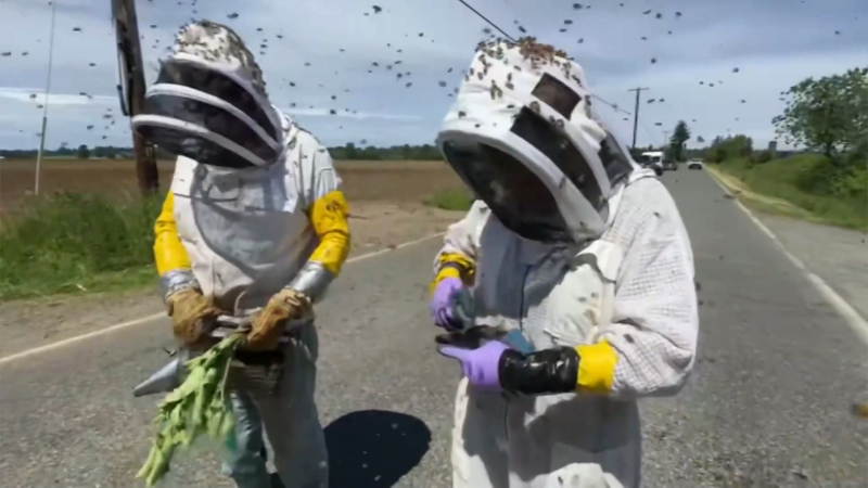 Traffic Chaos In Washington: Millions Of Bees Released In Highway Overturn Traffic Chaos In Washington: Millions Of Bees Released In Highway Overturn
