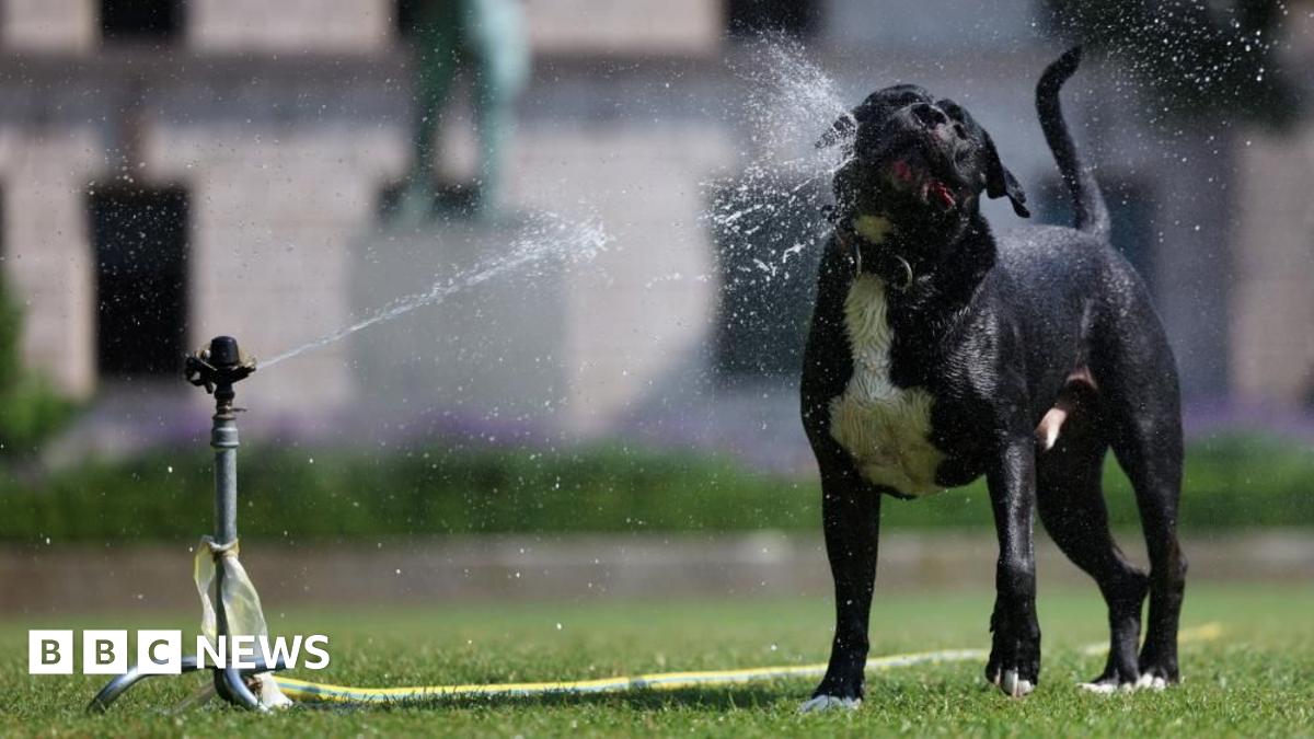 UK Heatwave: Two Consecutive Days Of 33C Heat Predicted UK Heatwave: Two Consecutive Days Of 33C Heat Predicted