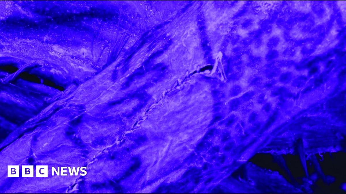 Unveiling The Tattoos Of A 2,500-Year-Old Siberian Ice Mummy