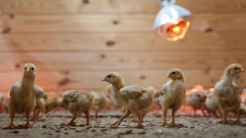 Urgent Help Needed: Delaware Shelter Struggling With Thousands Of Abandoned Chicks From USPS Shipment Urgent Help Needed: Delaware Shelter Struggling With Thousands Of Abandoned Chicks From USPS Shipment