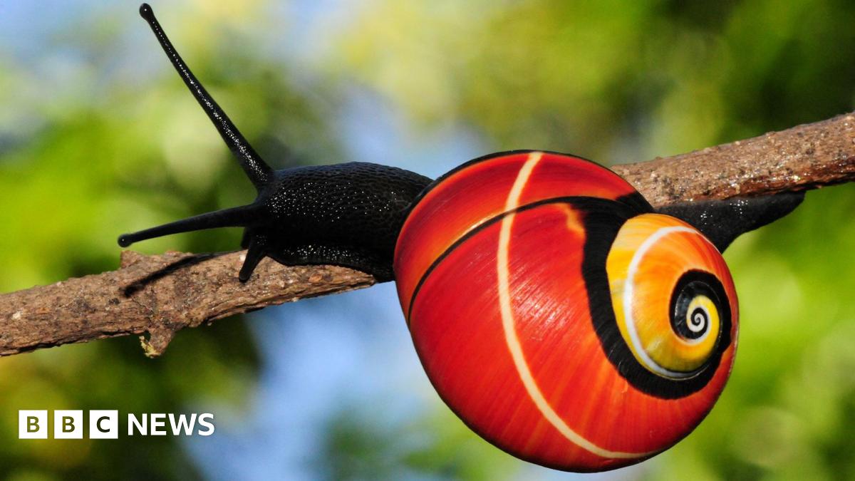 Urgent Mission: Saving The World's Most Beautiful Snails Urgent Mission: Saving The World's Most Beautiful Snails