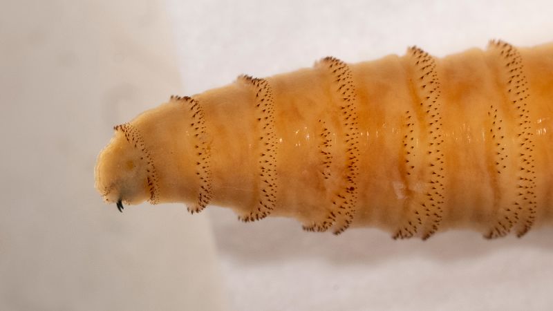 US Plan To Release Millions Of Flies From Airplanes: A Closer Look US Plan To Release Millions Of Flies From Airplanes: A Closer Look