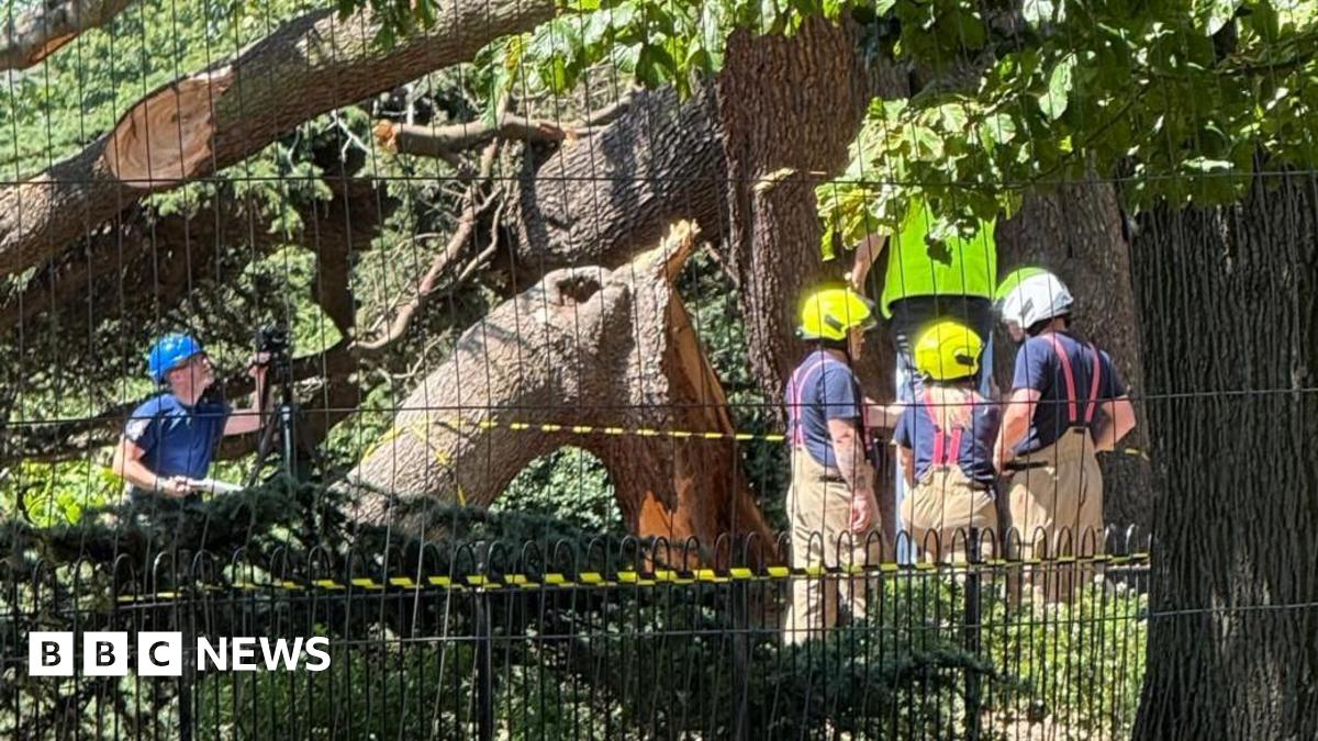 Years Of Neglect: Southend Tree Collapse And A Child's Death